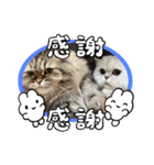 まさもさまる（個別スタンプ：15）
