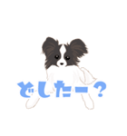 毎日使えるパピヨン犬スタンプ4（個別スタンプ：6）