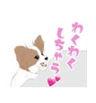 毎日使えるパピヨン犬スタンプ4（個別スタンプ：33）