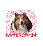シェルティのゆなちゃん（2）（個別スタンプ：4）