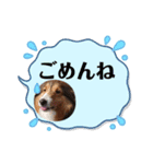 シェルティのゆなちゃん（2）（個別スタンプ：5）