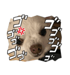 kuro スタンプ（個別スタンプ：4）