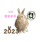 2023うさぎ日常（個別スタンプ：1）
