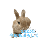 2023うさぎ日常（個別スタンプ：2）