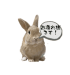 2023うさぎ日常（個別スタンプ：7）