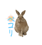 2023うさぎ日常（個別スタンプ：13）