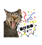 mon*habi【あけおめ・メリクリ・誕生日】①（個別スタンプ：7）