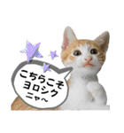 mon*habi【あけおめ・メリクリ・誕生日】①（個別スタンプ：12）