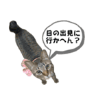 mon*habi【あけおめ・メリクリ・誕生日】①（個別スタンプ：14）