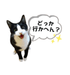 mon*habi【あけおめ・メリクリ・誕生日】①（個別スタンプ：15）