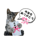 mon*habi【あけおめ・メリクリ・誕生日】①（個別スタンプ：17）