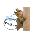 mon*habi【あけおめ・メリクリ・誕生日】①（個別スタンプ：20）