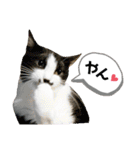 mon*habi【あけおめ・メリクリ・誕生日】①（個別スタンプ：31）