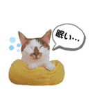 mon*habi【あけおめ・メリクリ・誕生日】①（個別スタンプ：36）