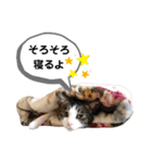 mon*habi【あけおめ・メリクリ・誕生日】①（個別スタンプ：38）
