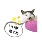 mon*habi【あけおめ・メリクリ・誕生日】①（個別スタンプ：40）