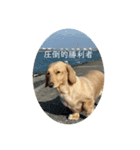 圧倒的勝利者（個別スタンプ：8）