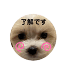 mokakoまるぷー（個別スタンプ：4）