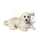 mokakoまるぷー（個別スタンプ：5）