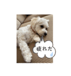 mokakoまるぷー（個別スタンプ：9）
