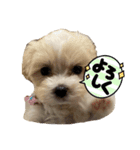 mokakoまるぷー（個別スタンプ：11）