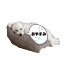 mokakoまるぷー（個別スタンプ：13）