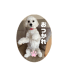 mokakoまるぷー（個別スタンプ：17）