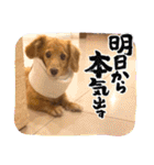 くーたんCREAの日常（個別スタンプ：14）