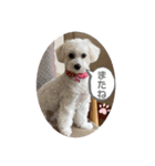 まるぷーmokako！（個別スタンプ：16）