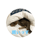 キジトラ猫のラクレット（個別スタンプ：12）