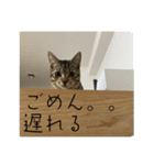 キジトラ猫のラクレット（個別スタンプ：25）