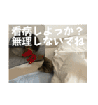 キジトラ猫のラクレット（個別スタンプ：40）