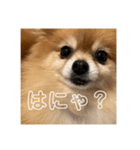 コロンちゃ〜〜〜〜ん（個別スタンプ：1）