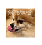 コロンちゃ〜〜〜〜ん（個別スタンプ：2）