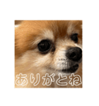 コロンちゃ〜〜〜〜ん（個別スタンプ：4）