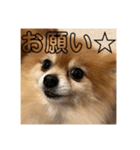 コロンちゃ〜〜〜〜ん（個別スタンプ：6）