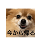 コロンちゃ〜〜〜〜ん（個別スタンプ：8）