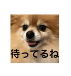 コロンちゃ〜〜〜〜ん（個別スタンプ：9）