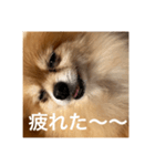 コロンちゃ〜〜〜〜ん（個別スタンプ：10）