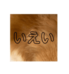コロンちゃ〜〜〜〜ん（個別スタンプ：13）