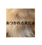 コロンちゃ〜〜〜〜ん（個別スタンプ：14）