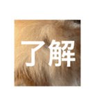 コロンちゃ〜〜〜〜ん（個別スタンプ：15）