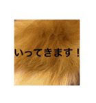 コロンちゃ〜〜〜〜ん（個別スタンプ：16）
