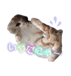ふぁんとむ2021 part1（個別スタンプ：6）