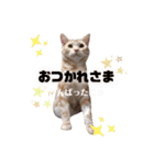ふぁんとむ2021 part1（個別スタンプ：15）