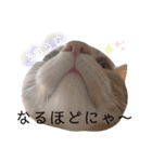 ふぁんとむ2021 part1（個別スタンプ：25）