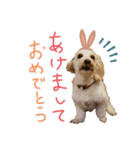 ルアナ☆ダップー2さい（個別スタンプ：4）