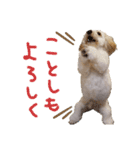 ルアナ☆ダップー2さい（個別スタンプ：5）