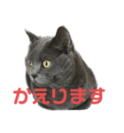 ゴビすたんぷ①（個別スタンプ：2）