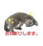 ゴビすたんぷ①（個別スタンプ：3）